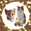 ✨ Frieda & Henry ✨ - @cats.friedaandhenry - TikTok