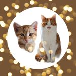 FRIEDA & HENRY - @cats.friedaandhenry - Instagram