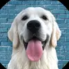 Freda Nicholson - @freda.nicholson - TikTok