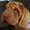 fridasharpei - @fridasharpei - TikTok