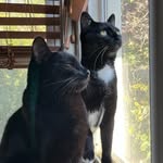 Turbo & Friday 🐈‍⬛⚡️Double Troble⚡️ - @turbo_friday_the_cats - Instagram