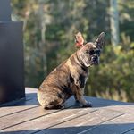 𝙱𝚎𝚛𝚛𝚢 𝚝𝚑𝚎 𝙵𝚛𝚎𝚗𝚌𝚑𝚒𝚎 🍓🐶🫐 - @berrythefrenchie - Instagram