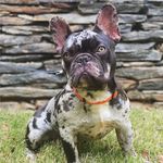 ☯︎︎ 🅷🆄🅺 🅱︎🅴🆁🆁🆈 ☯︎︎ - @hukberryfrenchie - Instagram
