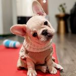 B e r r y - @imberry_thefrenchie - Instagram