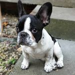 Berry - @berry.thefrenchie - Instagram