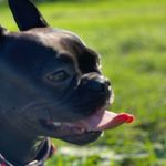 Berry🫐 - @berry_frenchie_ - Instagram