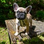BERRY🐞 - @berry_frenchie_girl - Instagram