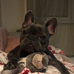 Berry - @berry_the_blue_frenchie - Instagram