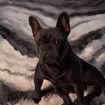 Berry-Burberry - @frenchie_burberry_berry - Instagram