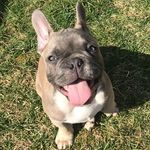 Berry - @frenchie.berry - Instagram