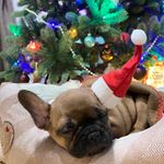 Berry Sable Frenchie Girl - @berry_thefrenchie - Instagram