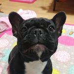berry very 좋아해❤ - @frenchie_berry - Instagram