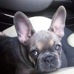 Bertie Berry the Frenchie - @bertieberryfrenchie - Instagram