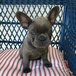 @blue_berry_frenchie - Instagram