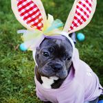 BLUEBERRY 🫐 - @blueberry.frenchie - Instagram