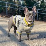 BLUEBERRY 💙 - @berrycutefrenchie - Instagram