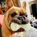 Ernie The Frenchie - @ernie_berry_lloyd_frenchie_ - Instagram