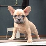 Frank Berry - @frank_berry_frenchie - Instagram