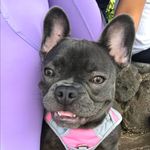 Gin Ann Lāʻau Lapaʻau Silva - @gin.berry.frenchie - Instagram