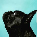 Halle Berry Frenchie - @halleberryfrenchie - Instagram
