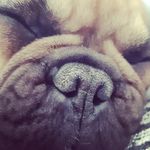 kikokvcz - @berry_the_frenchie - Instagram