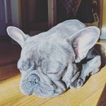 Lan_mei - @bluefrenchieberry - Instagram