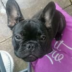 *Logan_BubblesnBirps_Frenchie* - @logan_berry_frenchie - Instagram