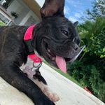 Morita - @frenchieberry - Instagram