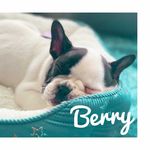 The_Berry_Boy - @berry_my_frenchie - Instagram