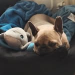 Freya Frenchi - @freya_princess_of_the_frenchis - Instagram