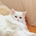 Freya the cat - @freya_princessofcats - Instagram