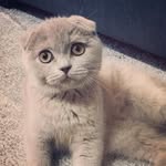 F𝚛𝚒𝚍𝚊 ~ L𝚒𝚕𝚊𝚌 S𝚌𝚘𝚝𝚝𝚒𝚜𝚑 𝚏𝚘𝚕𝚍 - @frida_scottishfold_cat - Instagram