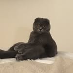 Frida Kahlo scottishfold - @fridakahlo_scottishfold - Instagram