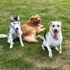 Frida, Scott e Zara - @triodoape - TikTok