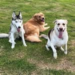 Frida, Scott e Zara - @triodoape - Instagram