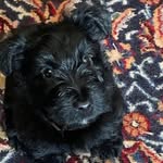 Teresa Rodriguez Garcia - @frida.scottish.terrier - Instagram