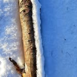 Frieda Bauer - @friemarianne_333 - Instagram