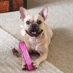 Frieda Bean - @frieda_bean_thefrenchie - Instagram