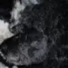 CameronzFriedaAXm53 - @cameronzfriedaaxm53 - TikTok