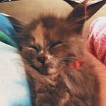 Frida Grace Catlo - @fridagracecatlo - Instagram