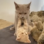 @frieda.berta.king.cat - Instagram