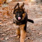 🐶Frieda vom Kerkener Land 🐾 - @frieda_theshepherd - Instagram