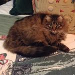 Frieda Larson - @friedalarson199 - Instagram