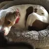 Frieda Lee - @thedeviousdog - TikTok