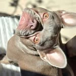 🎀 Frieda 🎀 - @frenchie_frieda_little_world - Instagram
