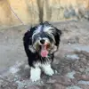 🐾 Frieda the Lowchen 🐾 - @little.lowchen_frieda - TikTok