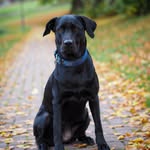Frieda | Aussiedor - @my.little.frieda - Instagram