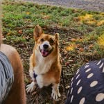 Frieda - @frieda.thelittlecorgi - Instagram