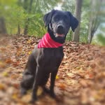 Frieda - @frieda_a_little_black_labrador - Instagram
