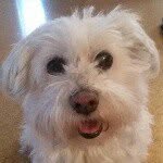 Frieda - @frieda_little_dog - Instagram